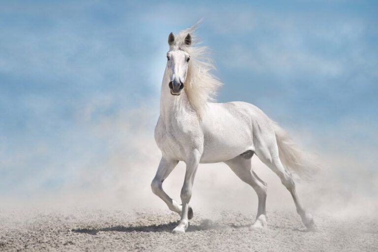 squamous-cell-carcinoma-in-horses