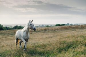 Supporting Limb Laminitis in Horses: Symptoms, Treatment & Prevention