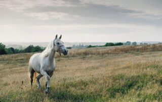 supporting-limb-laminitis-in-horses