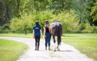 Top Equine Research Studies 2024