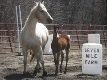 Seven Mile Farm - Breeder