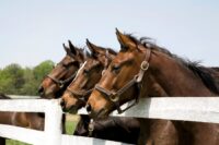 Aural Plaques (Ear Papillomas) in Horses: Causes, Risk Factors & Treatment
