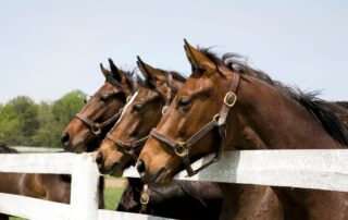 aural-plaques-in-horses