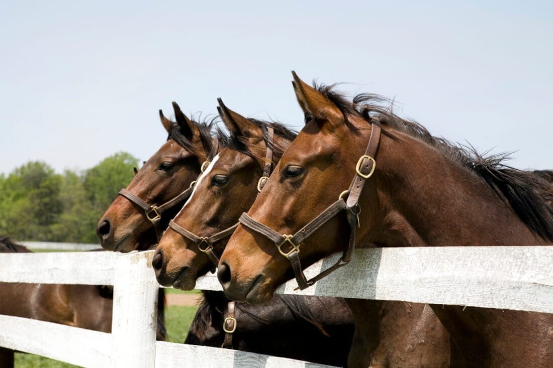 Aural Plaques (Ear Papillomas) in Horses: Causes, Risk Factors & Treatment