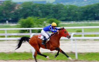 equine-nasal-strips
