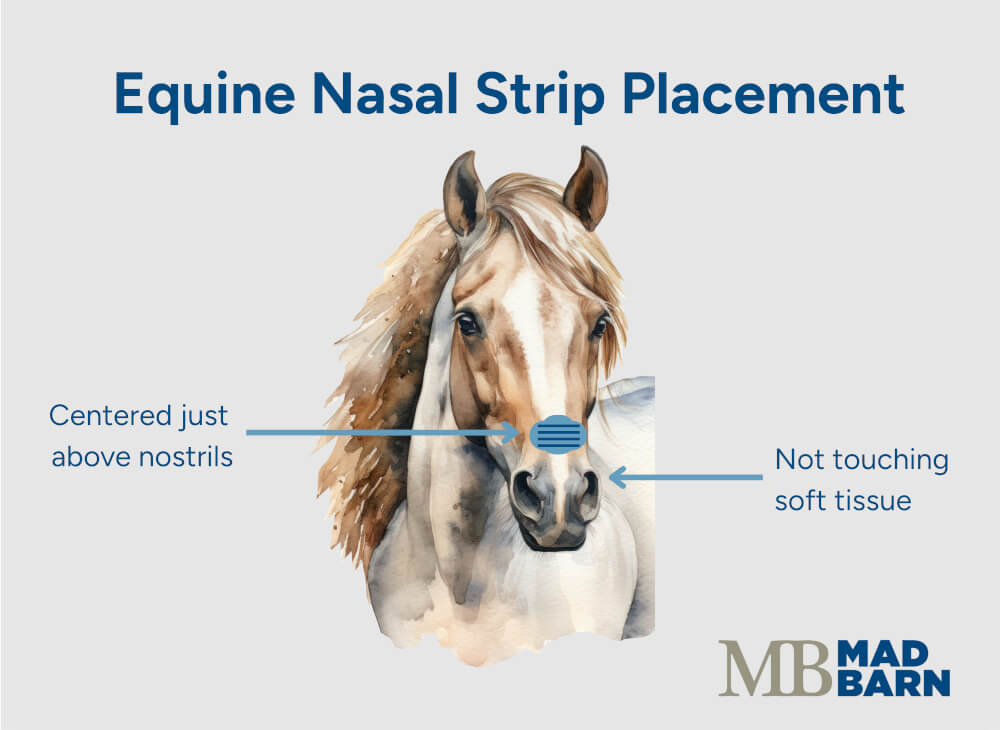 Illustration showing correct placement of an equine nasal strip across the bridge of a horse’s nose