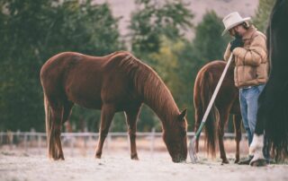 equine-zoonotic-diseases