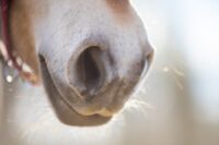 Healthy vs. Abnormal Nostril Flaring in Horses: How to Assess Equine Respiratory Effort
