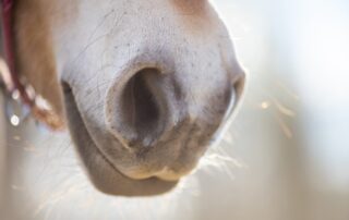 flared-nostrils-in-horses