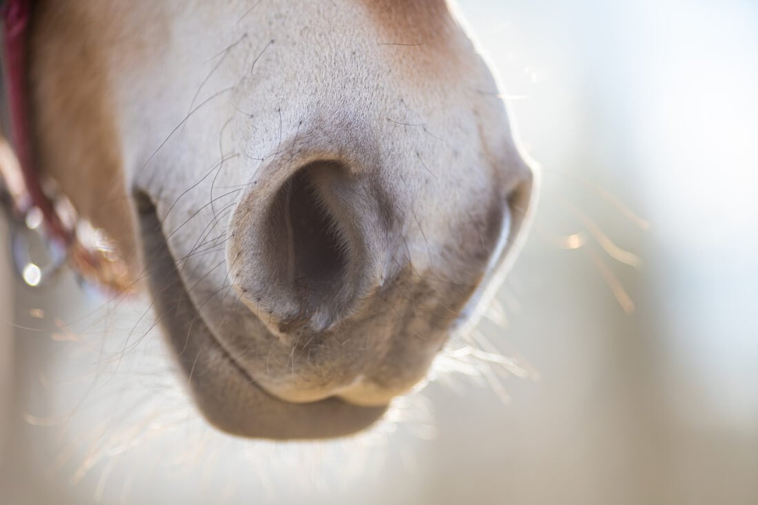 Healthy vs. Abnormal Nostril Flaring in Horses: How to Assess Equine Respiratory Effort