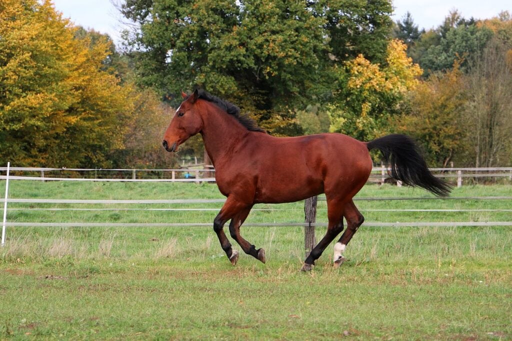 genetic diseases in quarter horses