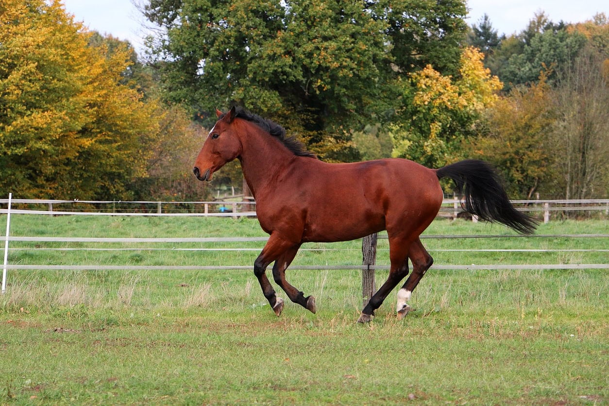 Genetic Diseases in Quarter Horses: Conditions, Symptoms & Testing