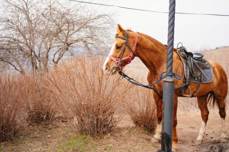 hitching-knots-for-safely-tying-up-horses
