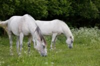 Hoof Degloving (Hoof Capsule Avulsion) in Horses:  Treatment & Prognosis