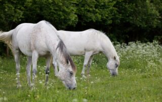 hoof-degloving-in-horses