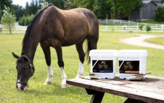 Best Vitamin and Mineral Supplement for Your Horse