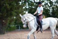 Understanding Rider Aids & Equine Learning: How Human-Horse Communication Impacts Training & Performance