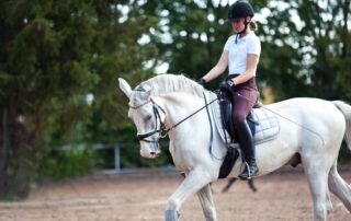 rider-aids-and-horse-training