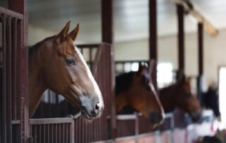 social-license-to-operate-in-the-equine-industry
