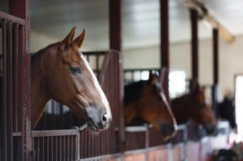 social-license-to-operate-in-the-equine-industry