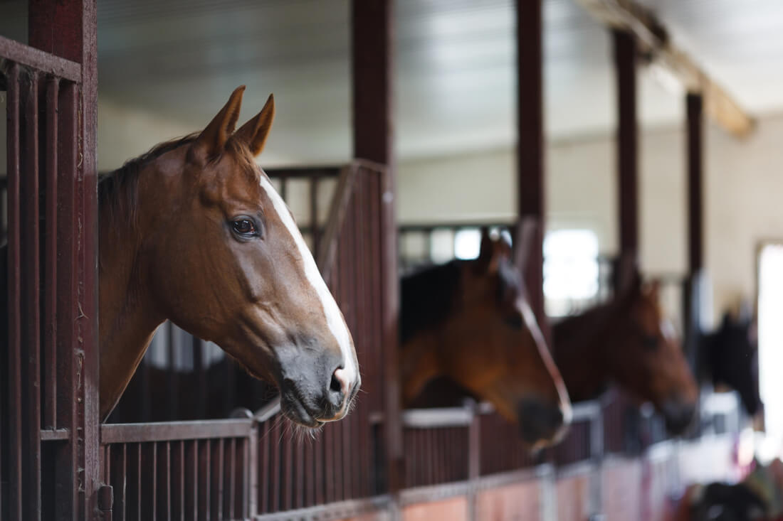 Social License to Operate (SLO): Horse Welfare & the Future of the Equine Industry