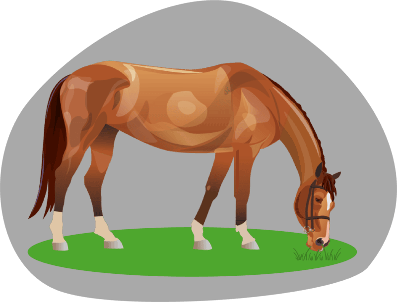 Equine Turnout Practices Research Study