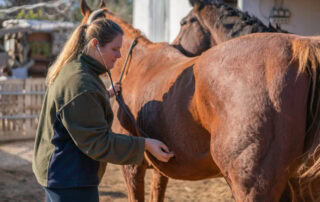 understanding-horse-gut-sounds