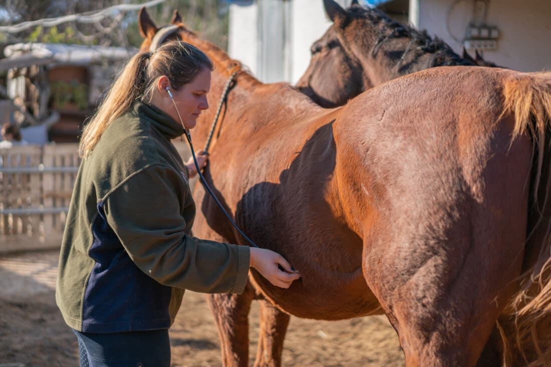 Does My Horse Have Normal Gut Noises? Healthy vs. Overactive Gut Sounds