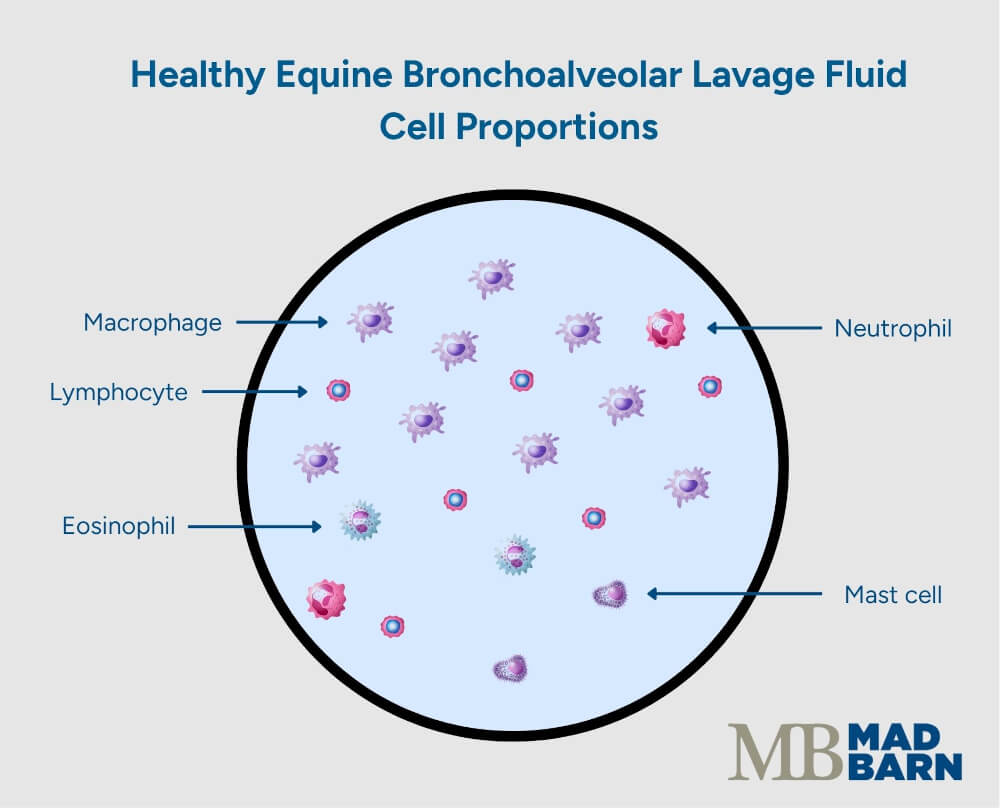 healthy equine bronchoalveolar lavage cell proportions