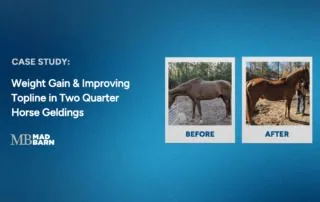 case study: weight gain and improving topline in two quarter horse geldings
