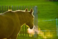 Difficulty Breathing (Dyspnea) in Horses: Signs, Risks & Related Conditions