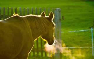 difficulty-breathing-in-horses
