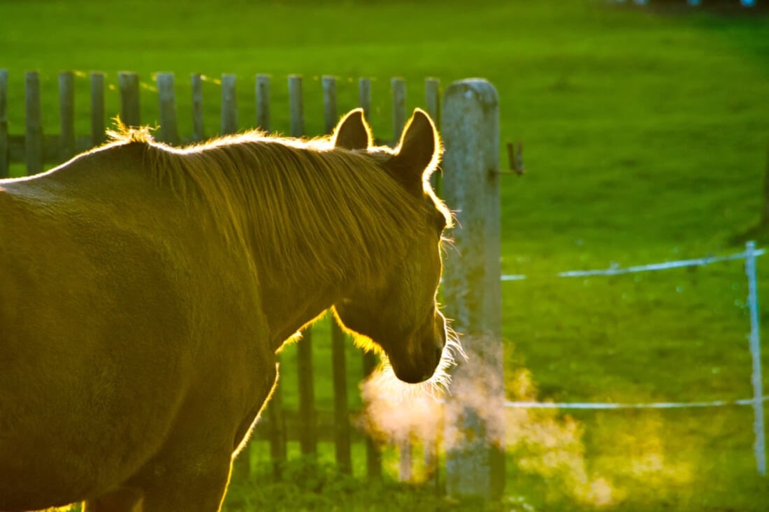 Difficulty Breathing (Dyspnea) in Horses: Signs, Risks & Related Conditions