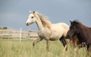 equine-inhalers