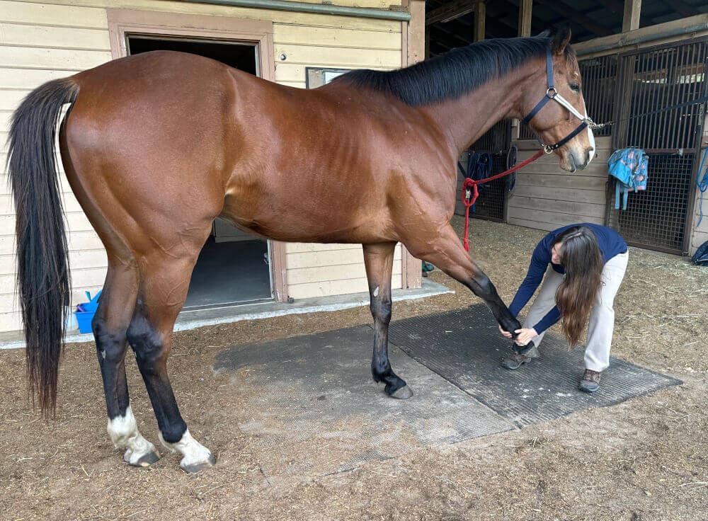 forelimb protraction stretch for horses