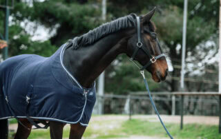 guide-to-horse-coolers