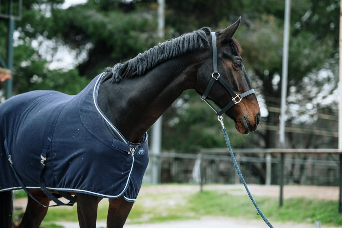 Horse Coolers: Uses, Types, & How to Choose the Best Cooler for Your Horse