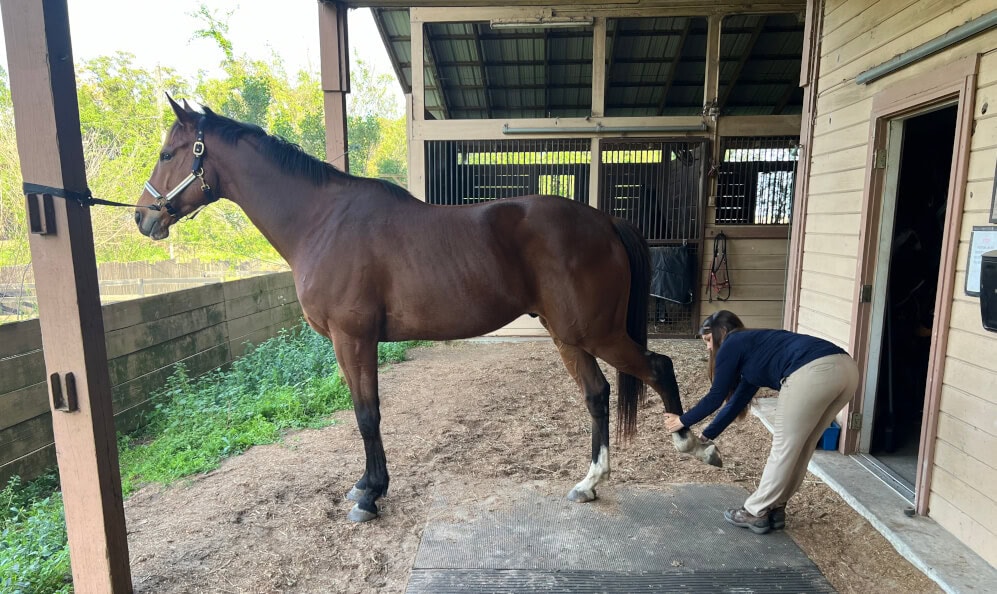 hindlimb retraction stretch for horses