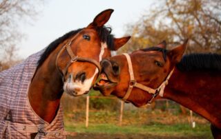 horse-personalities