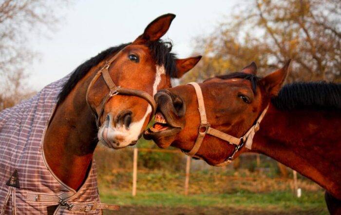 What Shapes Your Horse’s Personality? The Role of Nature & Nurture
