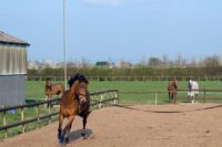 Does My Horse Need to Warm Up Before Exercise? Optimizing Performance with Holistic Training