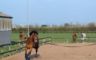 how-to-warm-up-a-horse-for-exercise