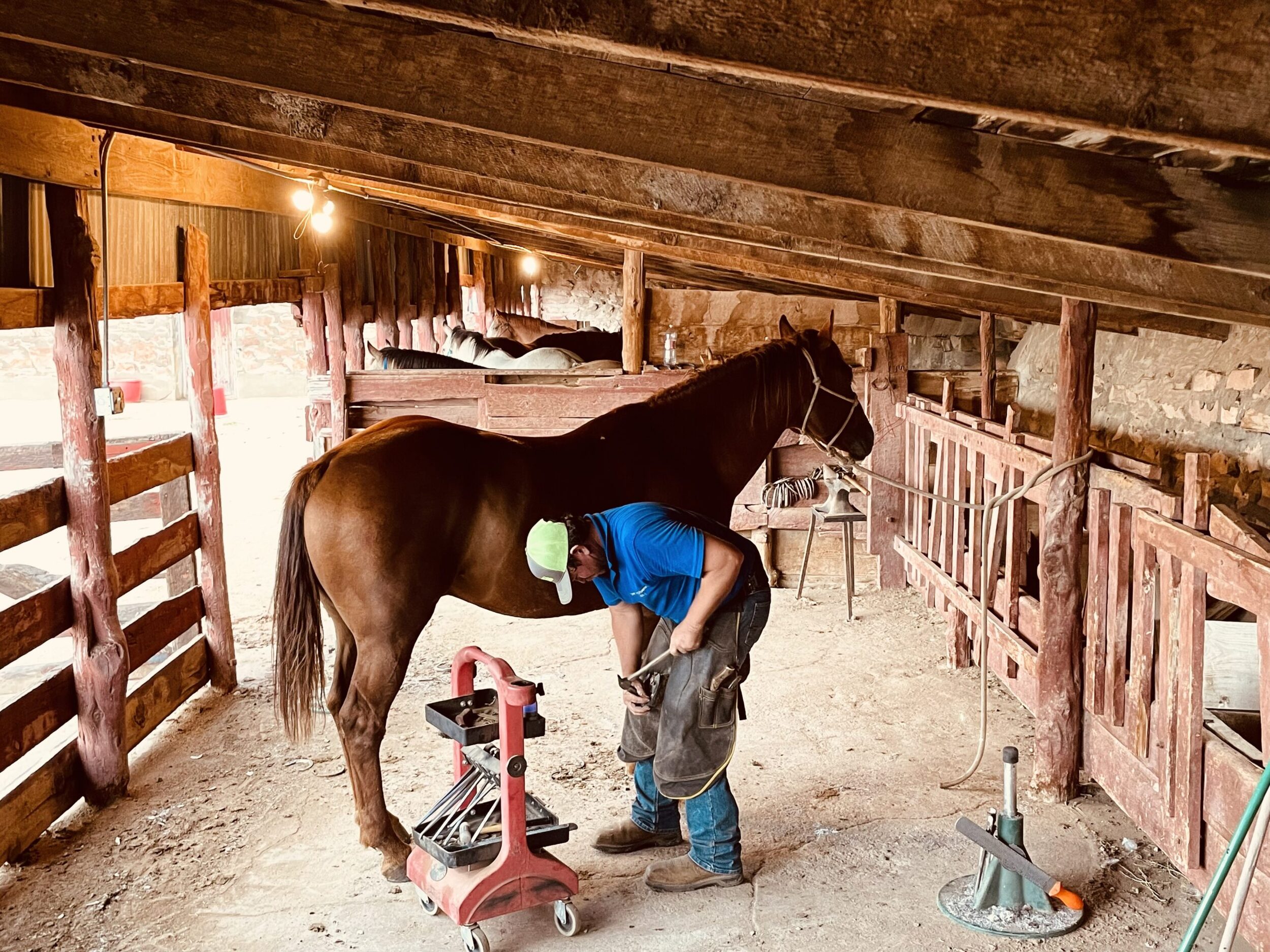 Sterling Howard APF-III - Farrier