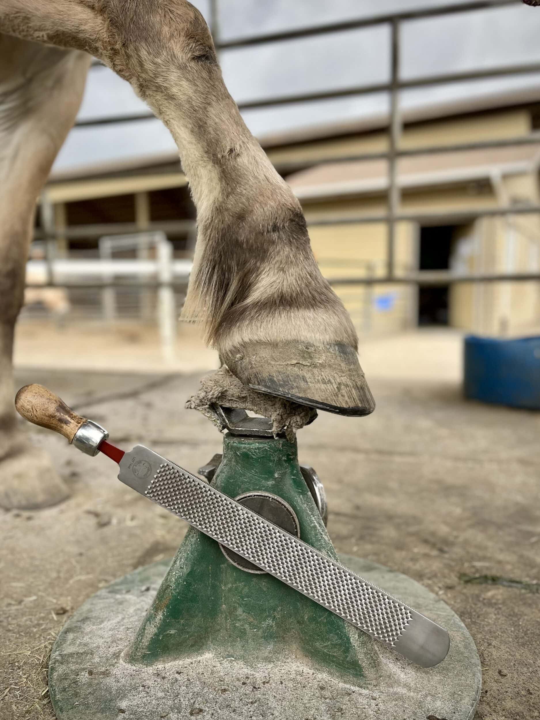 Green Ambrose - Farrier