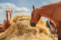 Inflammatory Airway Disease (IAD) in Horses: Risk Factors, Triggers & Management
