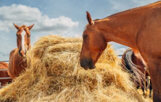 inflammatory-airway-disease-in-horses