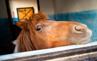 nasal-discharge-in-horses