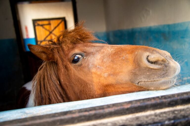 nasal-discharge-in-horses