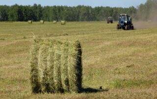 orchard-grass-hay-nutrient-profile