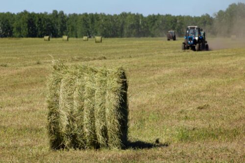 orchard-grass-hay-nutrient-profile